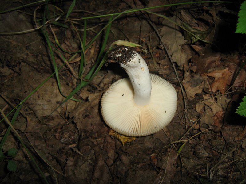 Ancora da Le Piastre (PT)